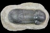 Paralejurus Trilobite - Atchana, Morocco #85546-5